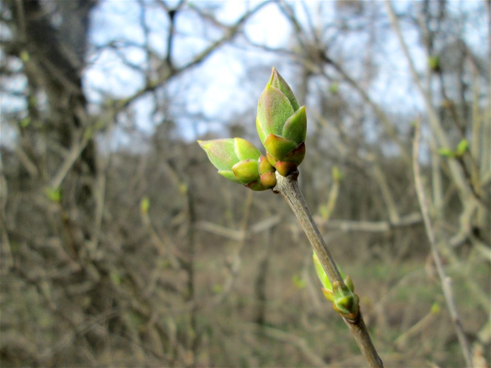Gemeiner Flieder (Syringa vulgaris) am Waldrand bei Hockenheim