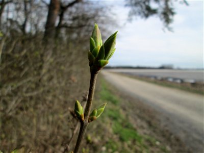 Gemeiner Flieder (Syringa vulgaris) am Waldrand bei Hockenheim