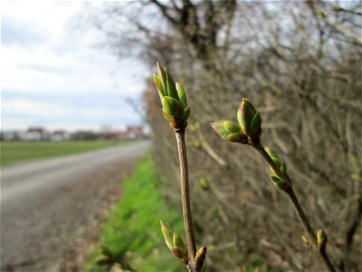Gemeiner Flieder (Syringa vulgaris) am Waldrand bei Hockenheim