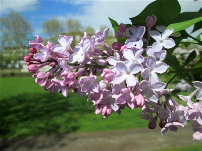 Gemeiner Flieder (Syringa vulgaris) in Alt-Saarbrücken, ausgewildert photo