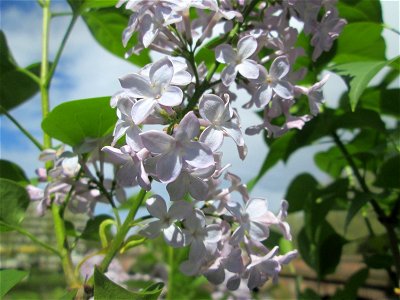 Gemeiner Flieder (Syringa vulgaris) in Alt-Saarbrücken, ausgewildert photo