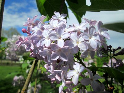 Gemeiner Flieder (Syringa vulgaris) in Alt-Saarbrücken, ausgewildert photo