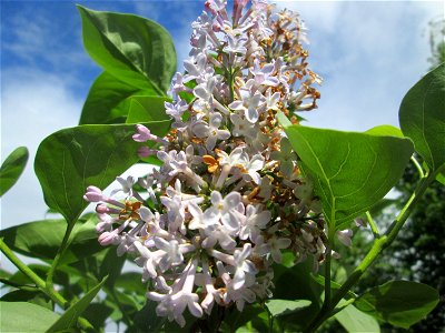 Gemeiner Flieder (Syringa vulgaris) in Alt-Saarbrücken, ausgewildert photo