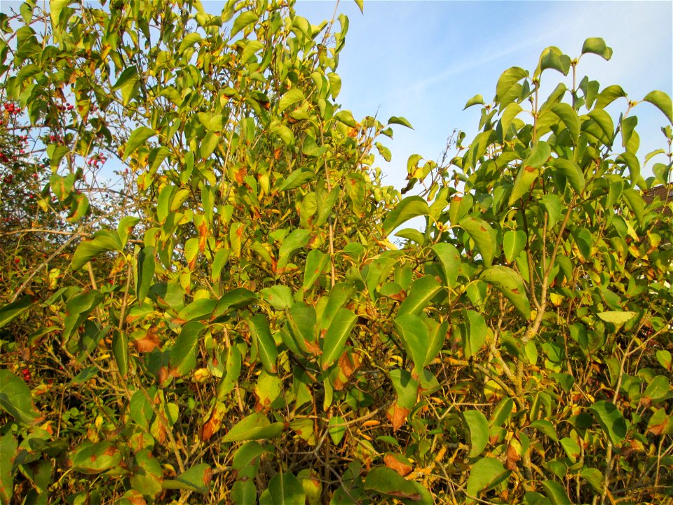 Gemeiner Flieder (Syringa vulgaris) in einem aufgelassenen Gartengrundstück in Brebach