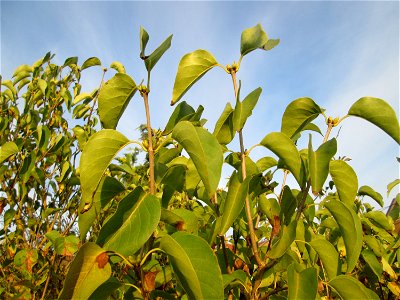 Gemeiner Flieder (Syringa vulgaris) in einem aufgelassenen Gartengrundstück in Brebach