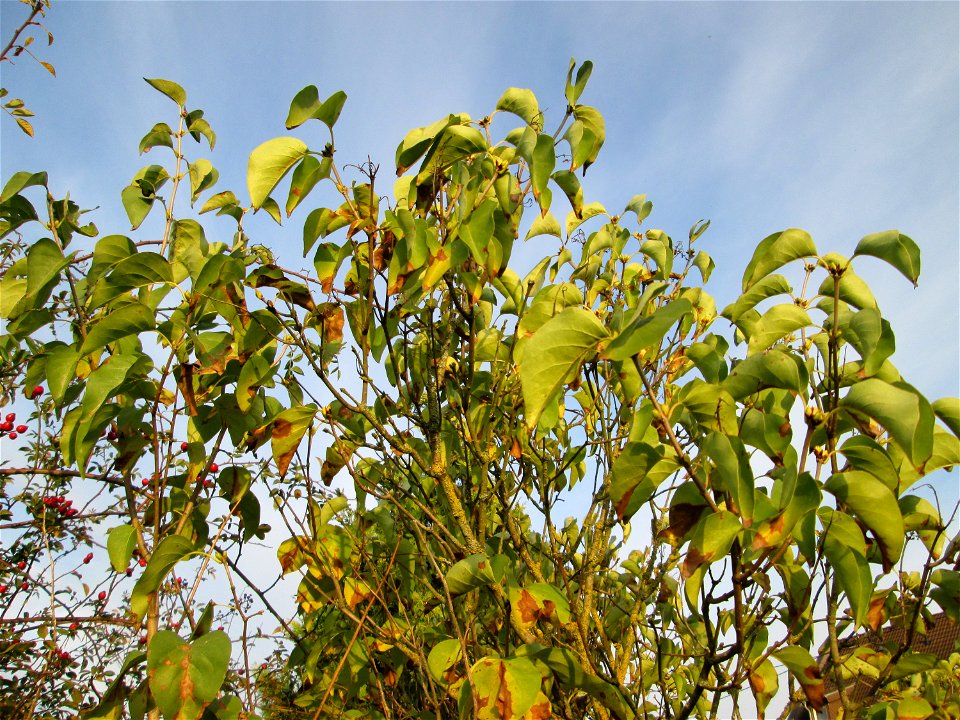 Gemeiner Flieder (Syringa vulgaris) in einem aufgelassenen Gartengrundstück in Brebach