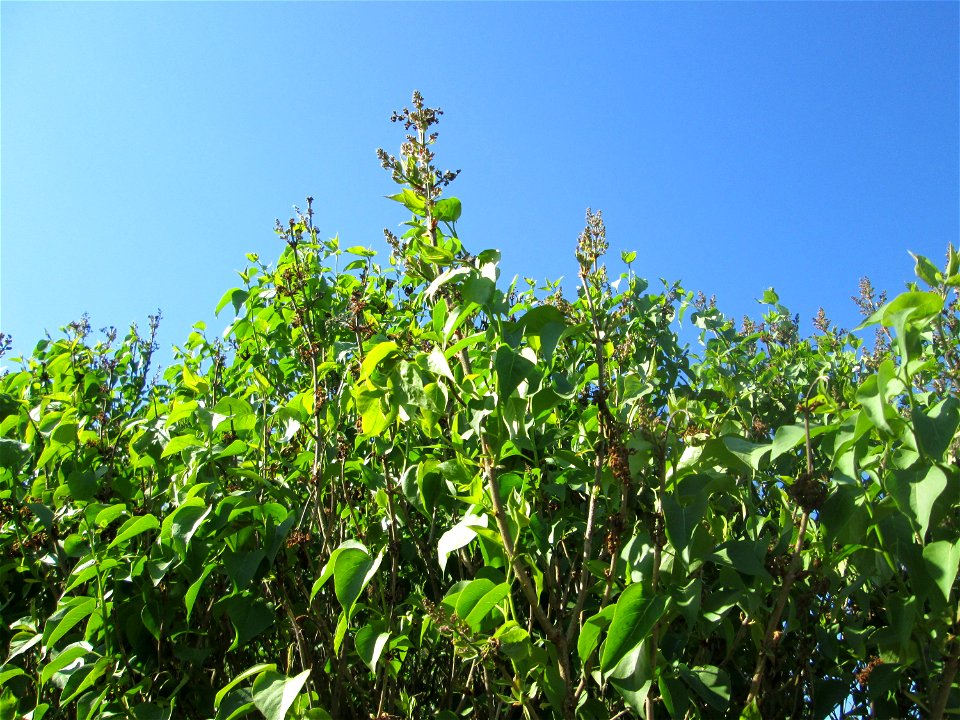 Blütenknospen vom Gemeinen Flieder (Syringa vulgaris) im Güdinger Allmet
