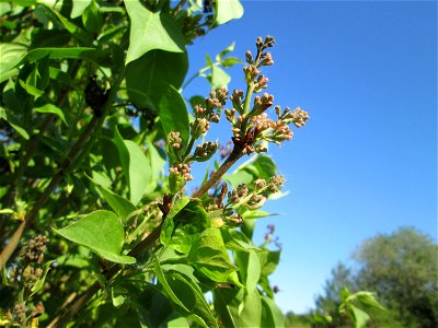Blütenknospen vom Gemeinen Flieder (Syringa vulgaris) im Güdinger Allmet