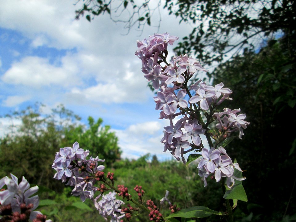Gemeiner Flieder (Syringa vulgaris) in einem aufgelassenen Gartengrundstück in Brebach