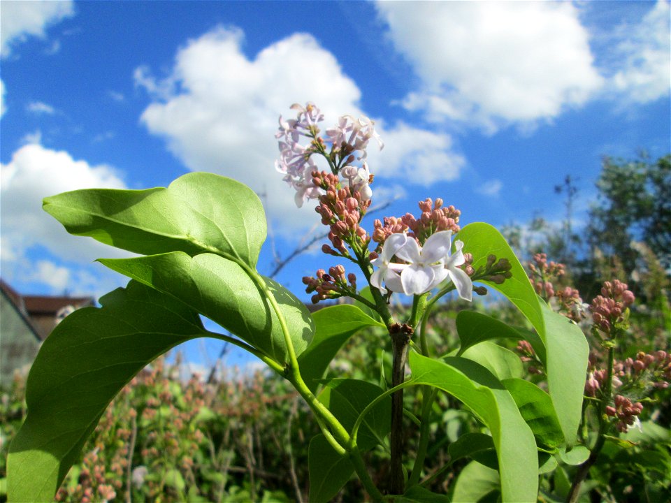 Gemeiner Flieder (Syringa vulgaris) in einem aufgelassenen Gartengrundstück in Brebach