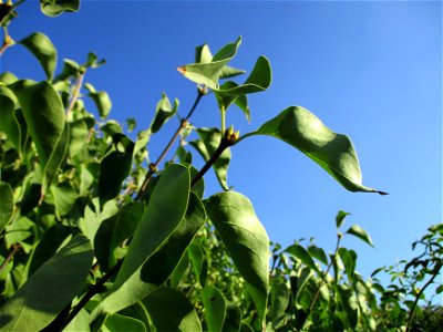 Gemeiner Flieder (Syringa vulgaris) in einem aufgelassenen Gartengrundstück in Brebach photo