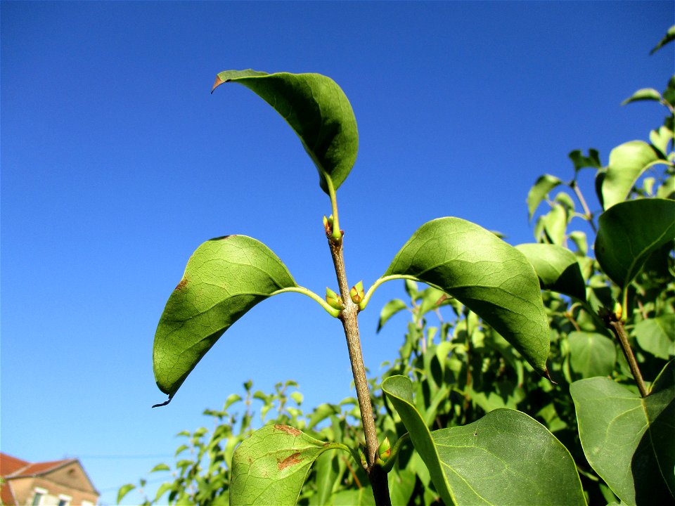 Gemeiner Flieder (Syringa vulgaris) in einem aufgelassenen Gartengrundstück in Brebach