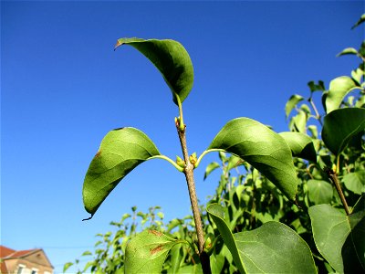 Gemeiner Flieder (Syringa vulgaris) in einem aufgelassenen Gartengrundstück in Brebach photo