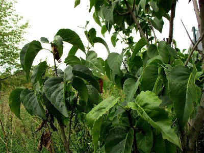 Gemeiner Flieder (Syringa vulgaris) in Brebach