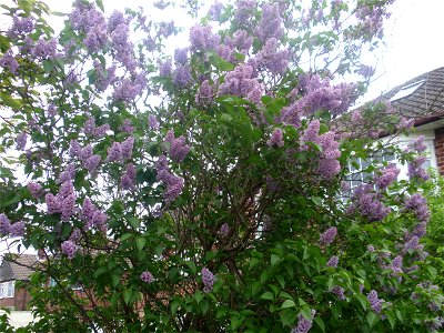 Lilac in flower, Manchester, England, 6 May 2009