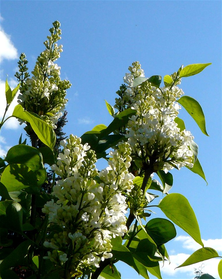 Blüten des Weißen Flieders vor strahlend blauem Himmel