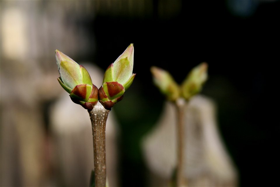 Buds of lilac Syringa vulgaris, East Bohemia, Czech Republic