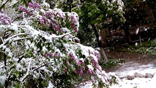 Ninsori abundente în aprilie 2017 în Chișinău photo