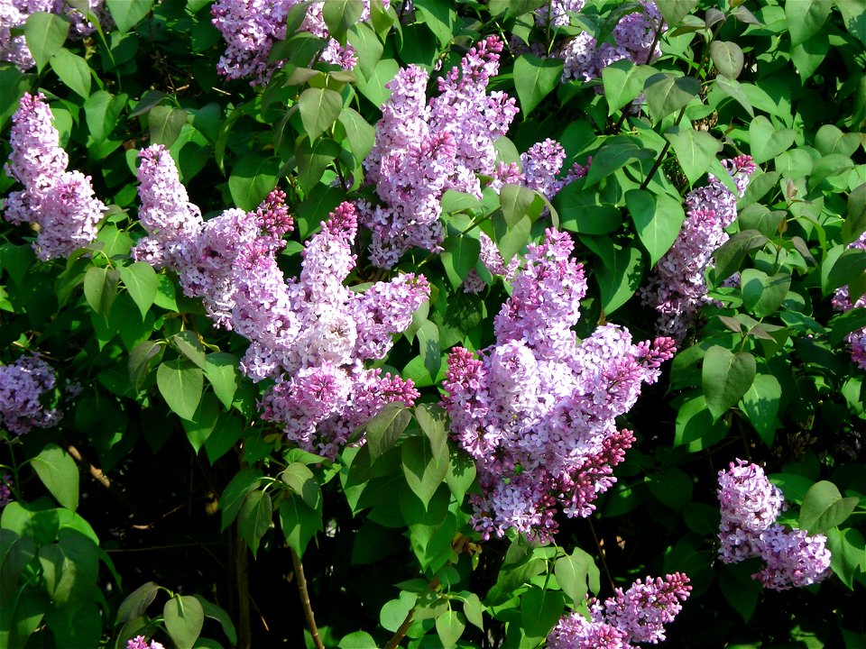 Fleurs