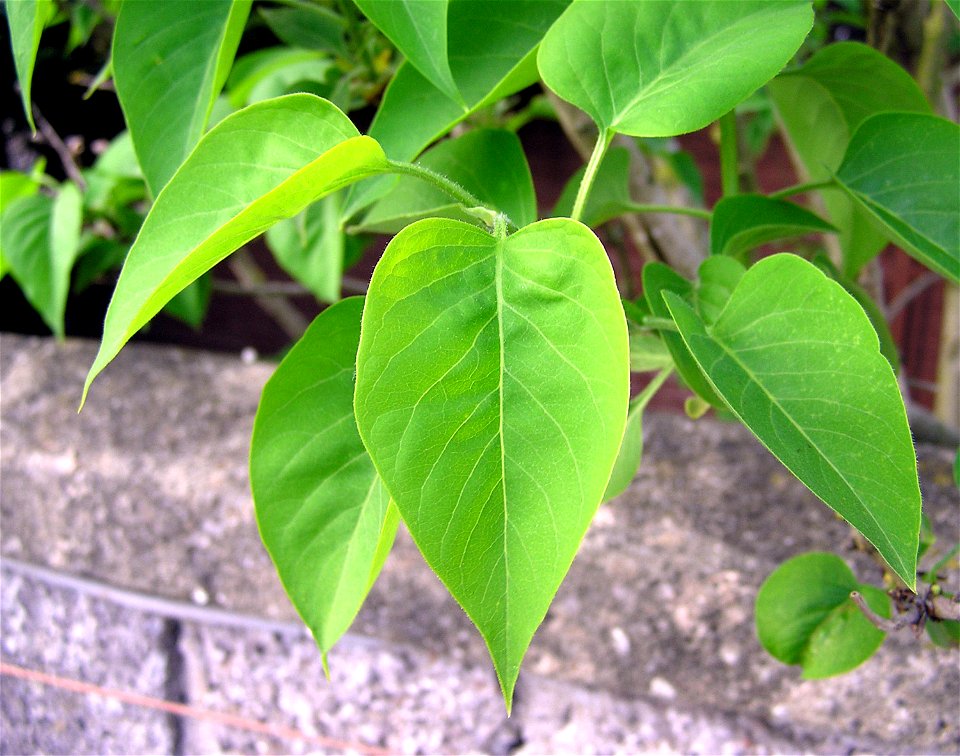 Lilac.leaves.arp