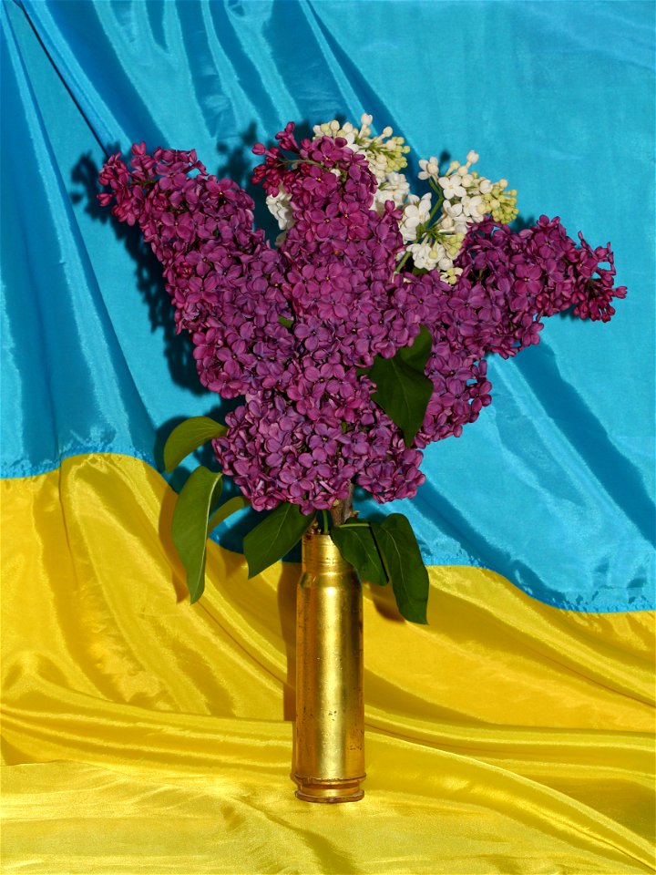 Lilac bouquet (Syringa vulgaris). A cartridge case from a 30 mm cannon is used as a vase. Ukraine.