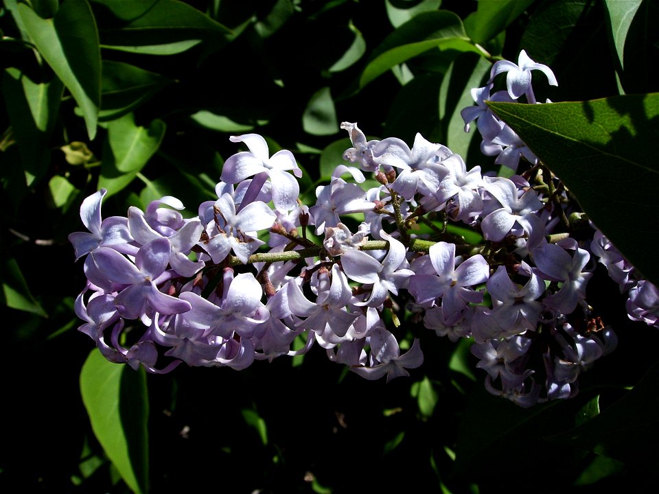 Lilac (Syringa vulgaris), Castelltallat, Catalonia