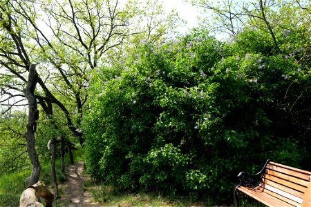 Naturschutzgebiet Großmachnower Weinberg am 11. Mai 2021. photo