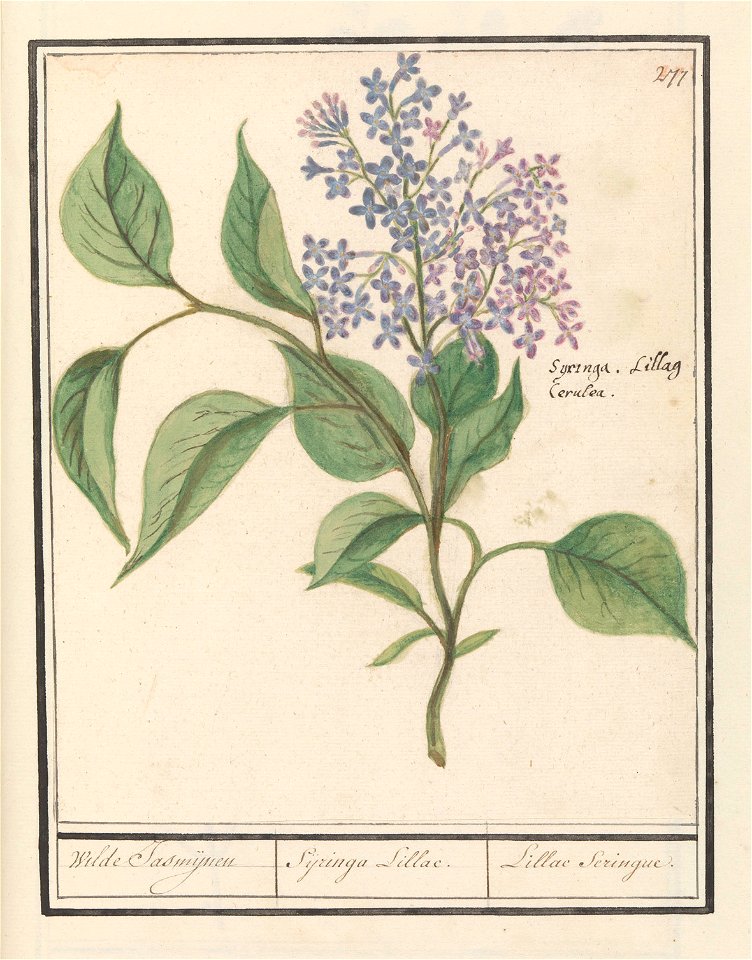 IdentificatieTitel(s): Sering (Syringa vulgaris)Wilde Jasmijnen / Sijringa Lillac. / LIllae Seringue. (titel op object)Objecttype: tekening Objectnummer: RP-T-BR-2017-1-10-81Omschrijving: Sering. Genu