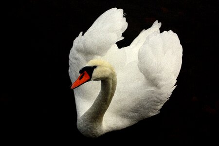 Nature wing white