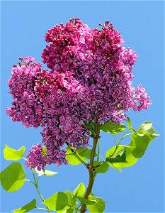 Lilac (Syringa vulgaris). Ukraine. photo
