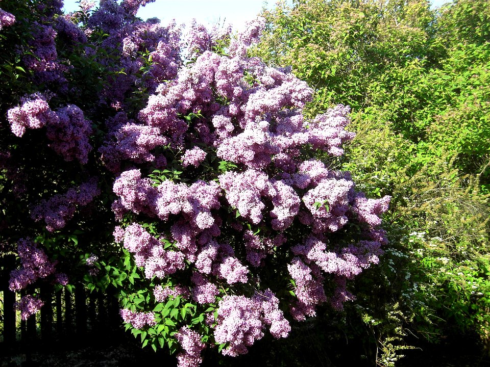 Syringa vulgaris (sv:Syren, en:Lilac) growing in my garden in Visby, Sweden.