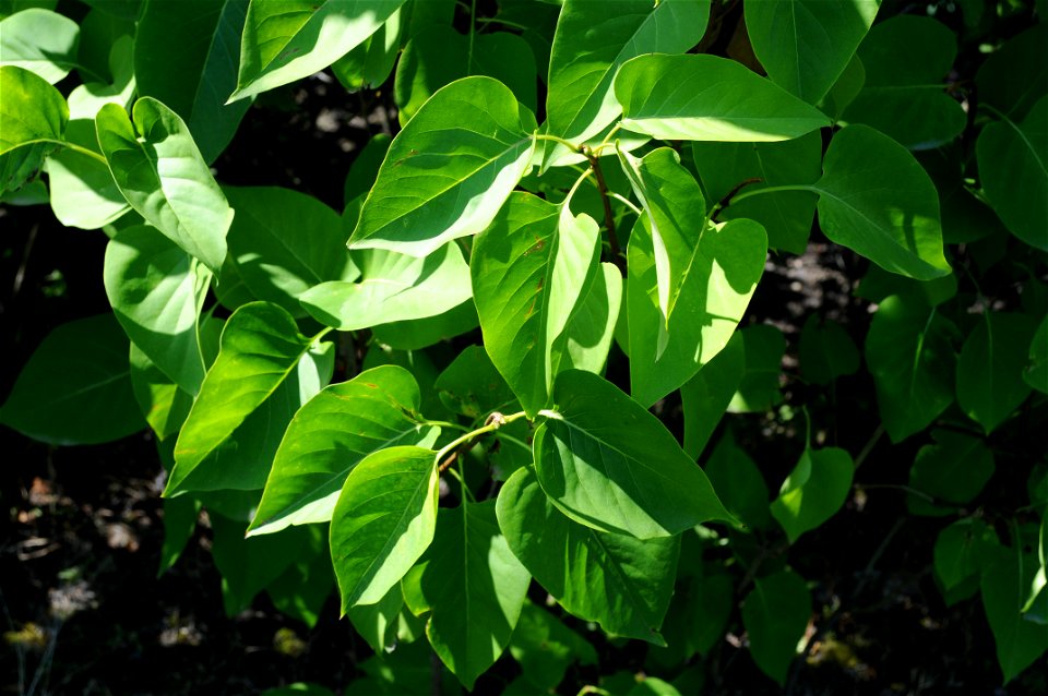 Leaves of the Syringa vulgaris 'President Lincoln' plant, not blooming at the time, at Hulda Klager Lilac Gardens. photo