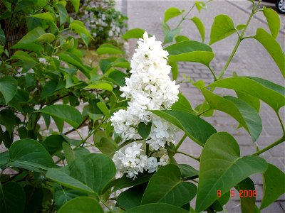 گل یاسمن سفید(Syringa vulgaris) photo