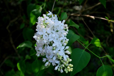 White Syringa vulgaris in New York, United States. photo