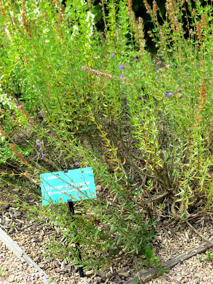 Hyssopus officinalis in the physic garden of the Hôtel-Dieu in Tournus (Saône-et-Loire, France). Identified by its botanic label.