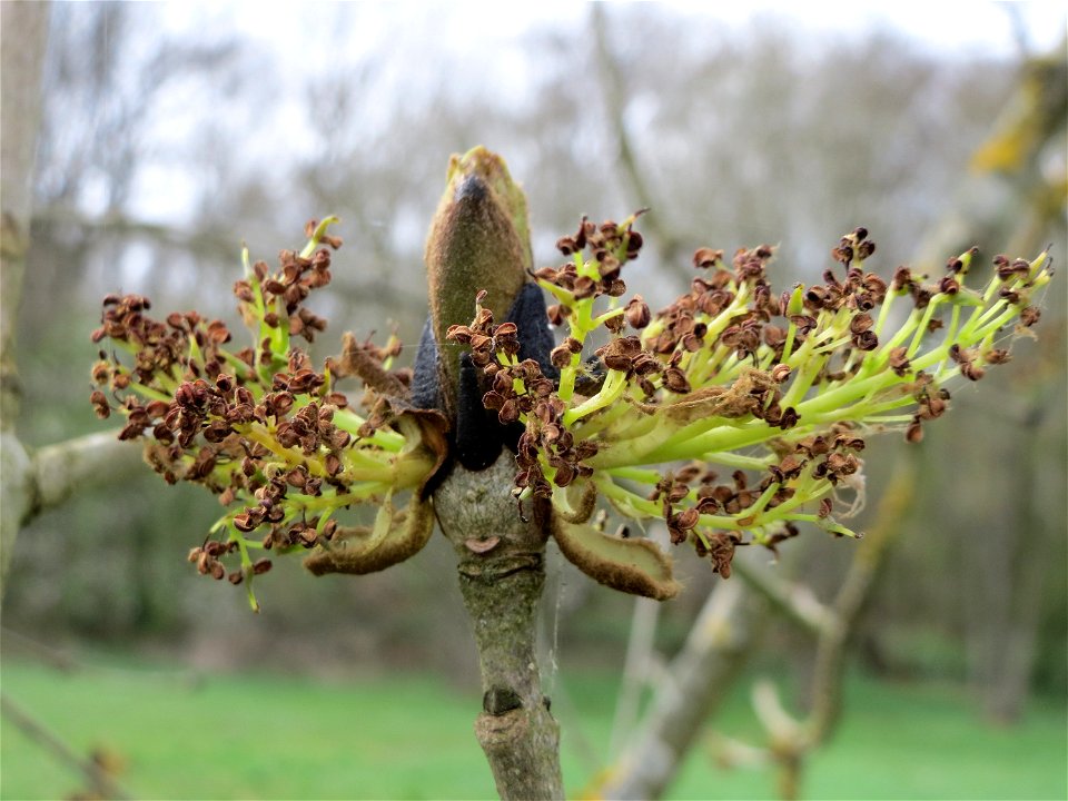 Eschenblüte (Fraxinus excelsior) an der Saar bei Grosbliederstroff