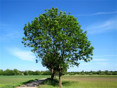 Esche (Fraxinus excelsior) im Landschaftsschutzgebiet Hockenheimer Rheinbogen