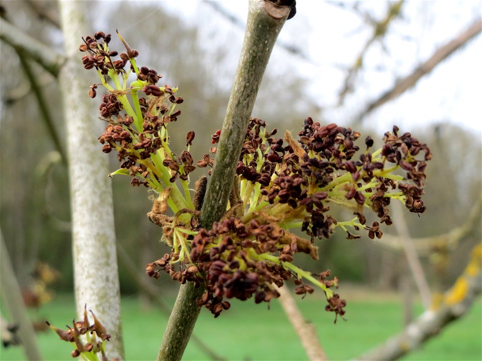 Eschenblüte (Fraxinus excelsior) an der Saar bei Grosbliederstroff