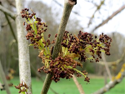 Eschenblüte (Fraxinus excelsior) an der Saar bei Grosbliederstroff