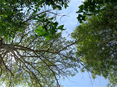Silberpappel (Populus alba) und Esche (Fraxinus excelsior) im Hockenheimer Rheinbogen