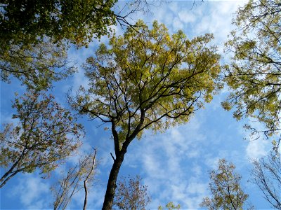 Esche (Fraxinus excelsior) am Schalkenmehrener Maar