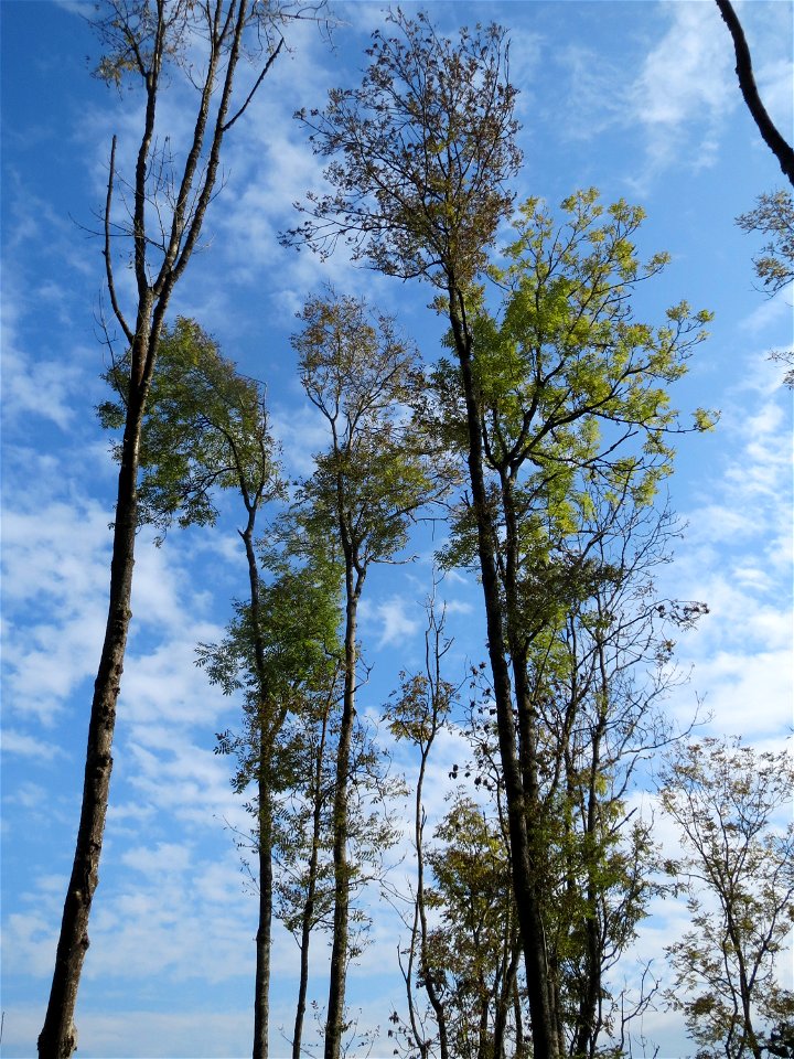 Esche (Fraxinus excelsior) am Schalkenmehrener Maar