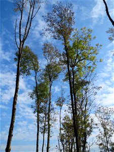 Esche (Fraxinus excelsior) am Schalkenmehrener Maar