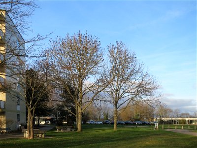 Esche (Fraxinus excelsior) am Winterbergkrankenhaus in Saarbrücken