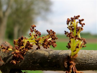 Eschenblüte (Fraxinus excelsior) im Landschaftsschutzgebiet Hockenheimer Rheinbogen