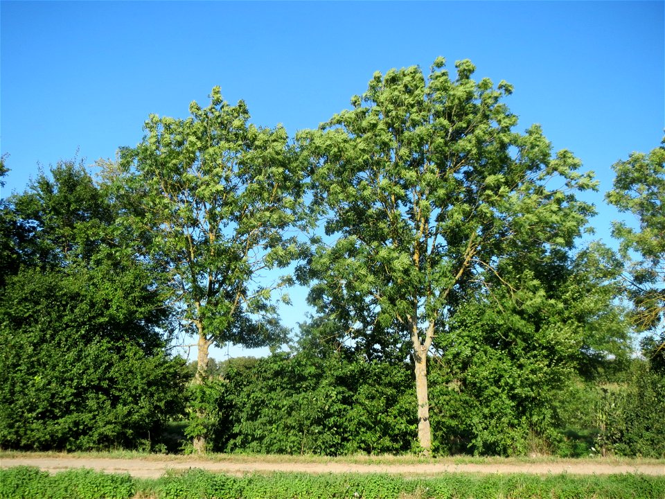 Eschen (Fraxinus excelsior) bei Reilingen