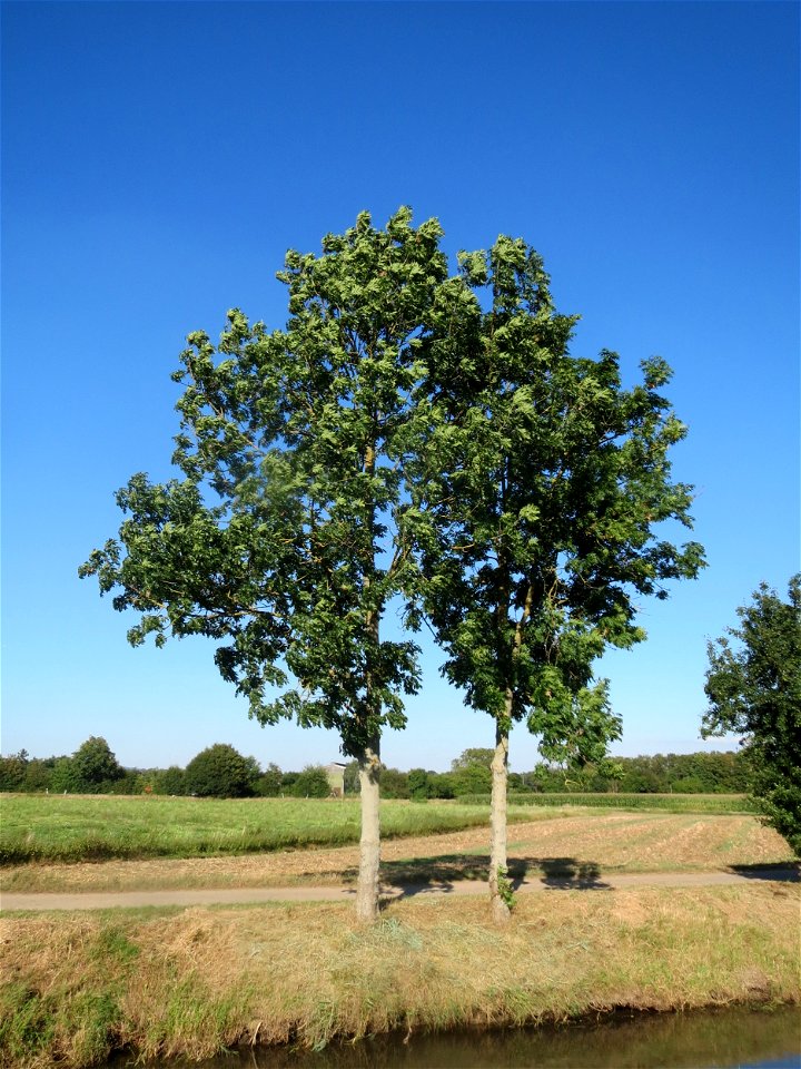 Eschen (Fraxinus excelsior) bei Reilingen