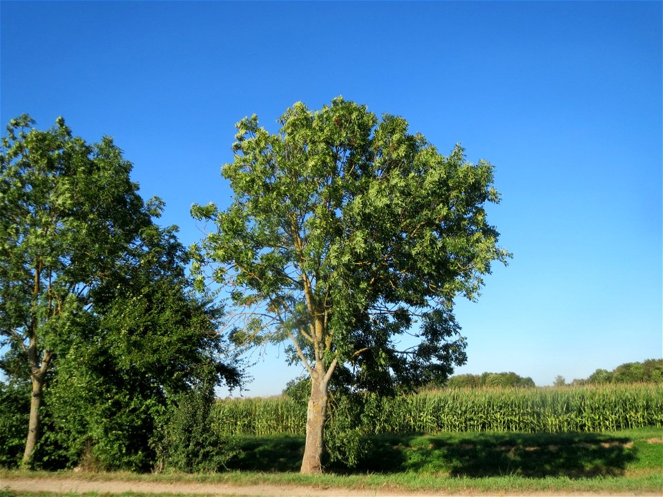 Eschen (Fraxinus excelsior) bei Reilingen
