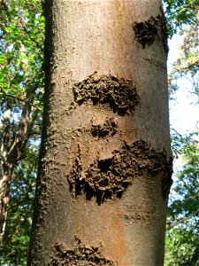 Rinde einer Esche (Fraxinus excelsior) im Schwetzinger Hardt