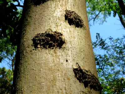Rinde einer Esche (Fraxinus excelsior) im Schwetzinger Hardt